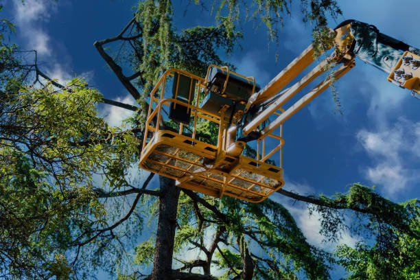 Professional  Tree Services in West Bend, WI