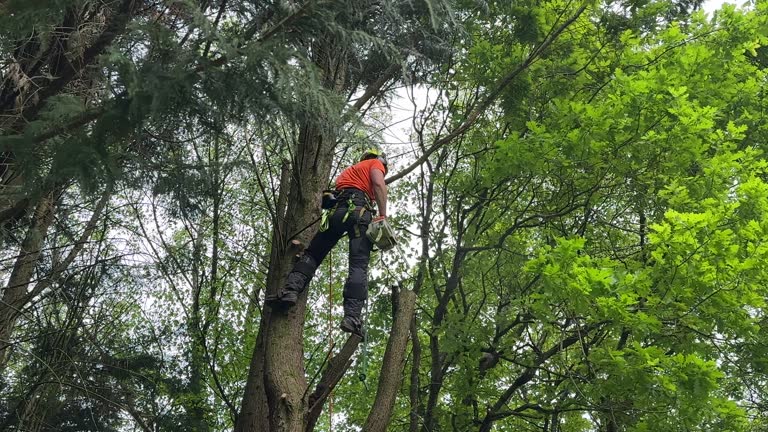 Best Tree Health Inspection  in West Bend, WI